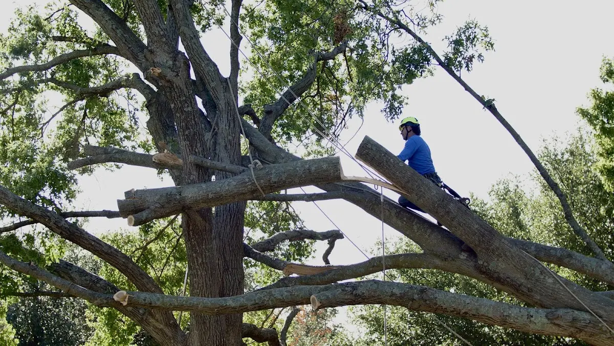 Professional Crown Thinning performed by certified arborists in Hector